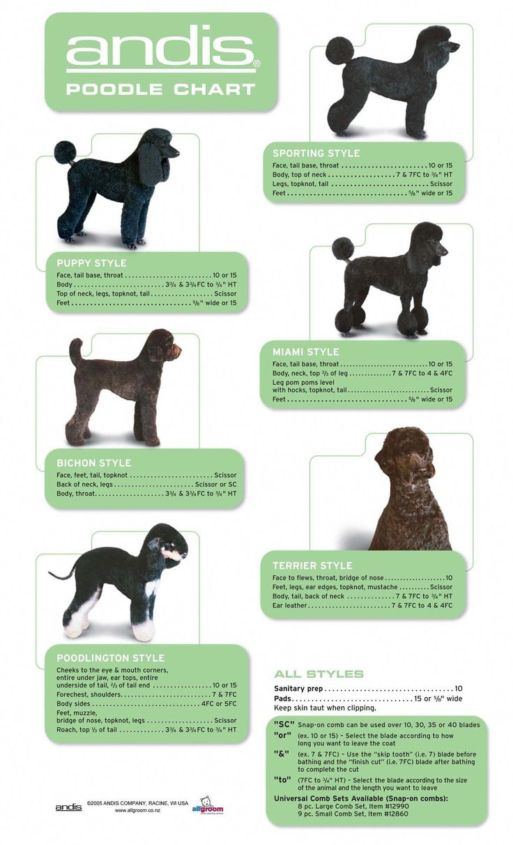DogGroomingDIY Dog grooming business, Poodle haircut, Poodle grooming