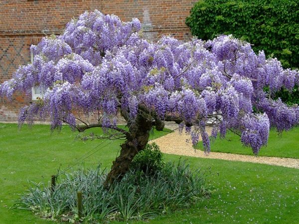 Die besten 25+ Wisteria sinensis Ideen auf Pinterest Blauregen - lila blumen bestimmen Die besten 25+ Wisteria sinensis Ideen auf Pinterest Blauregen - lila blumen bestimmen