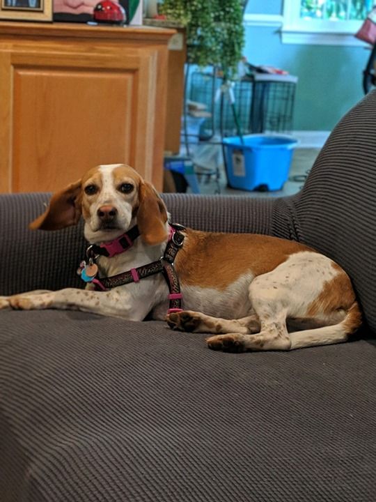 Welcome Ginger To Our Dog Training In Your Home Family This Smart