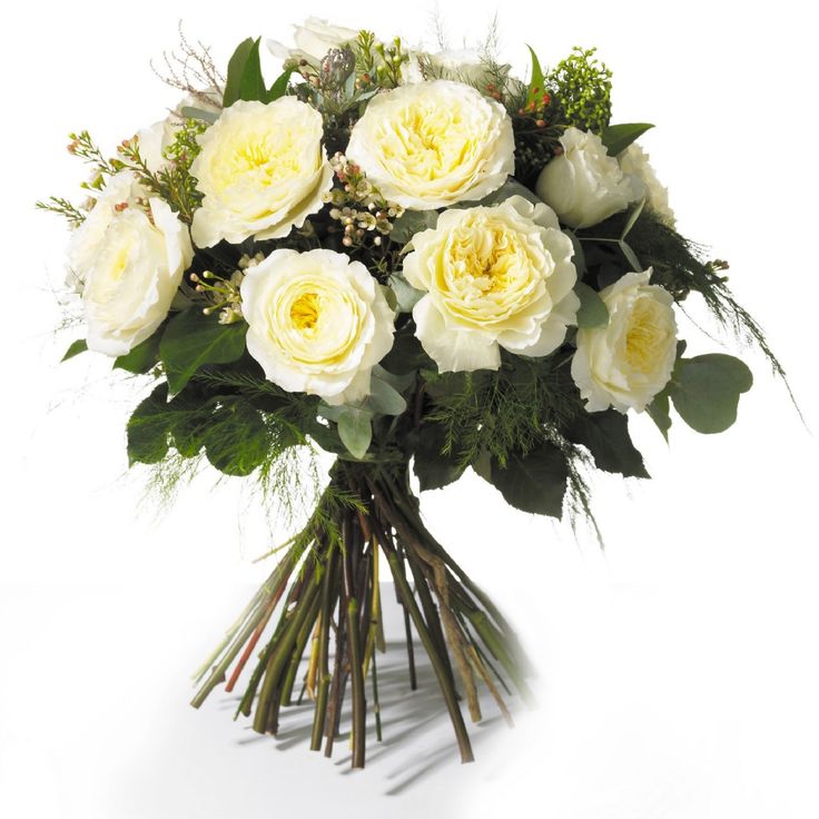 White Patience Garden Rose 93 best flowers garden roses images on pinterest | garden roses White Patience Garden Rose 93 best flowers garden roses images on pinterest | garden roses