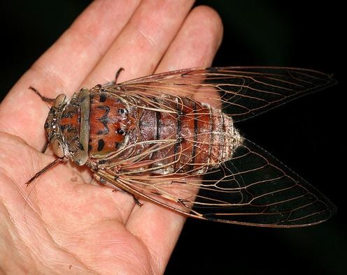 53 best cicadas images on pinterest food network trisha bugs and cicada size