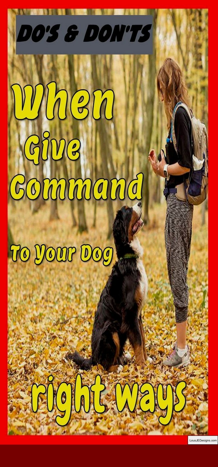 How To Train Your Dog To Walk Without A Leash And Pics Of Training