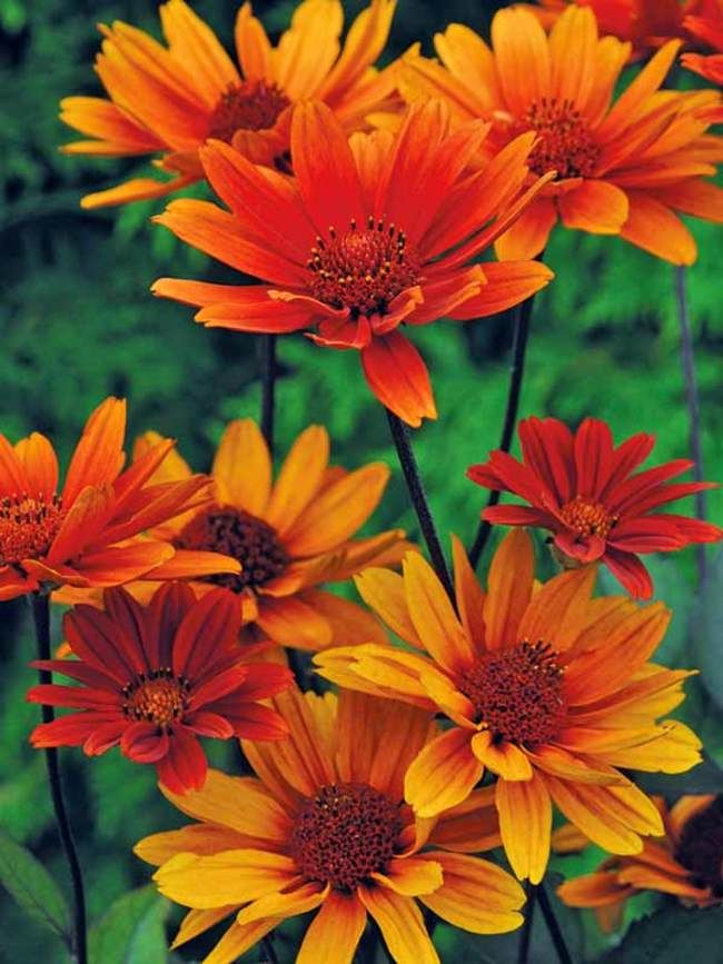 ✔️13+ Autumn perennial flowers uk - information Popular 3 3000b5a42c00c67ee099f6adde3fb95f