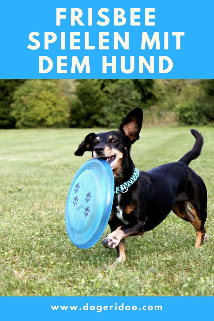 Coole Hunde Spiele Coole Hunde Spiele