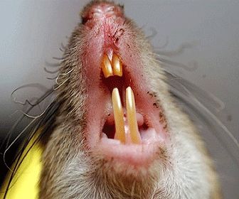 Can Cats Get Rabies From Eating Mice Can Cats Get Rabies From Eating Mice