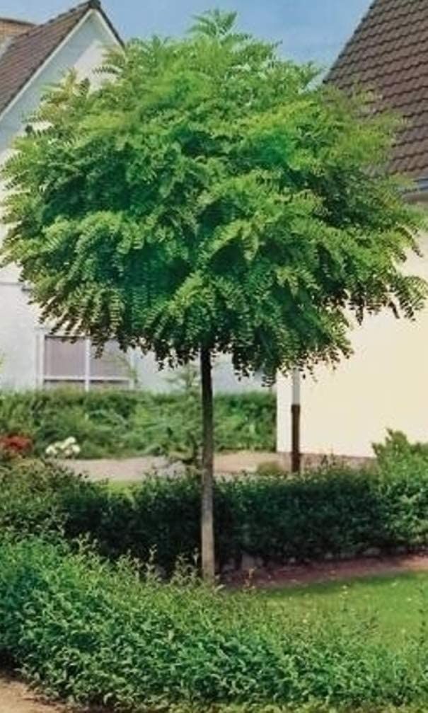 Kugel-Trompetenbaum Höhe: 180-190 cm Catalpa bignonioides Nana Dünger