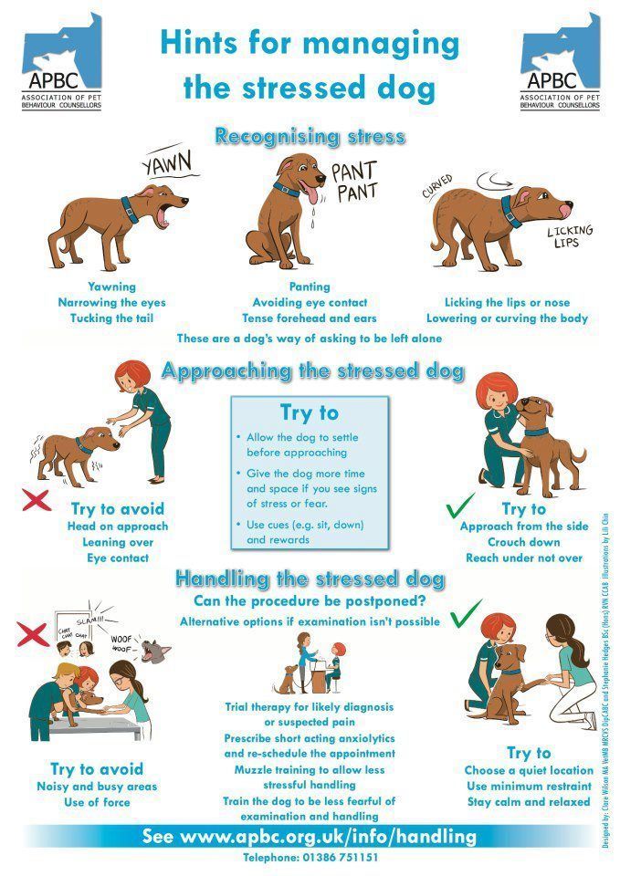 Recognizing The Signs Of A Stressed Dog Dog Training Dogs Dog