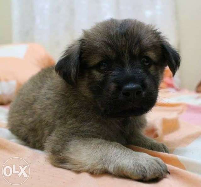 Chow Dog For Sale Philippines Chow Dog For Sale Philippines