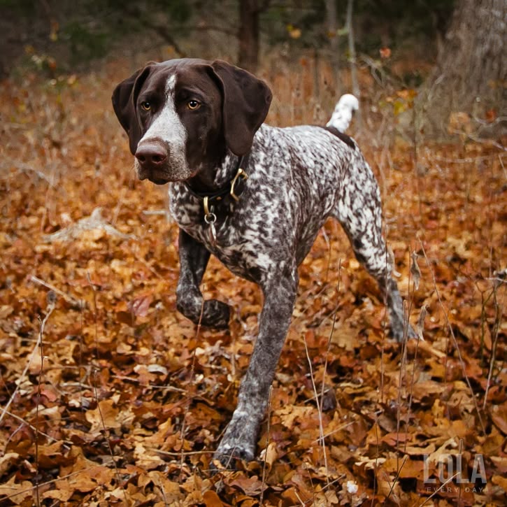 Best Pointing Dog Breeds Best Pointing Dog Breeds