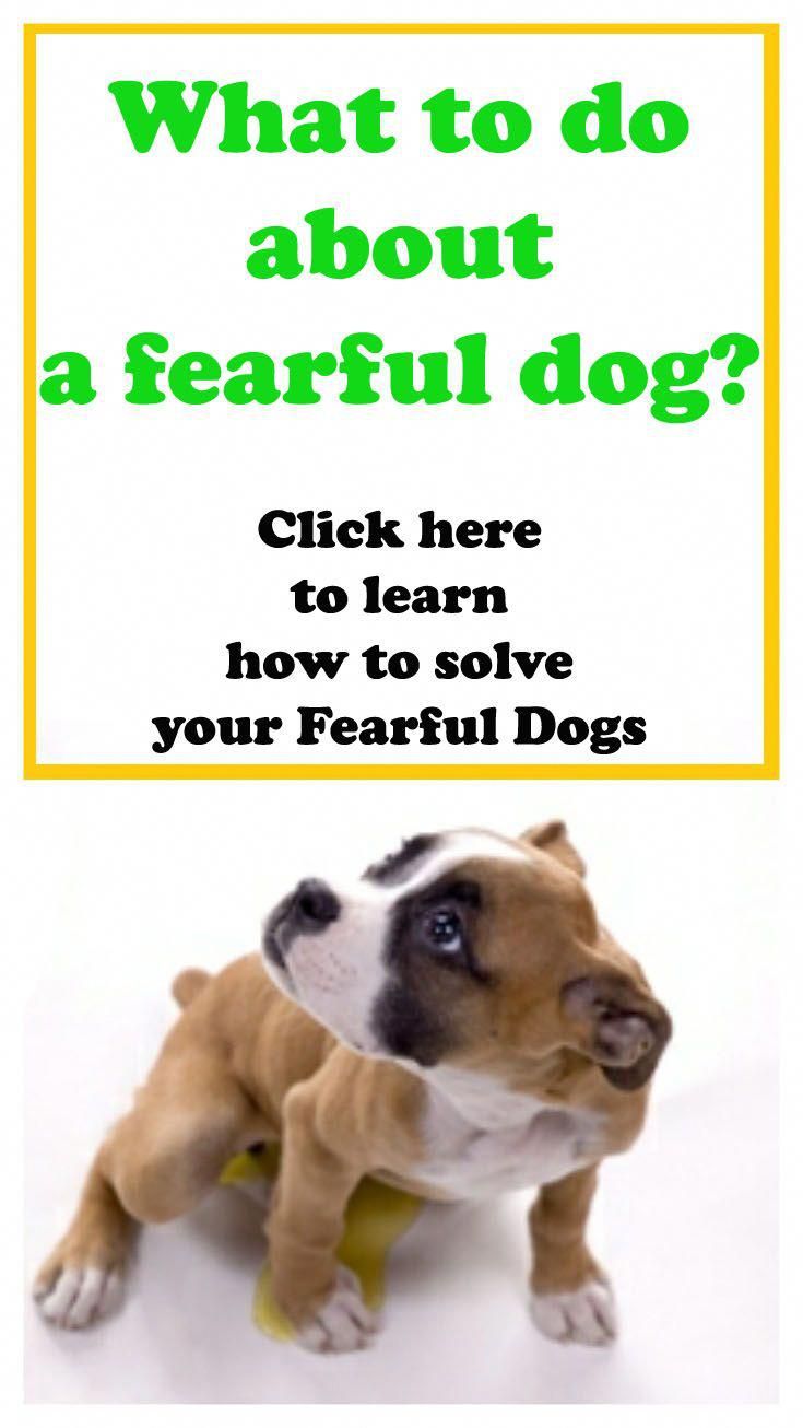 Cordial Contacted Dog Training How To Reserve Your Seat In 2019