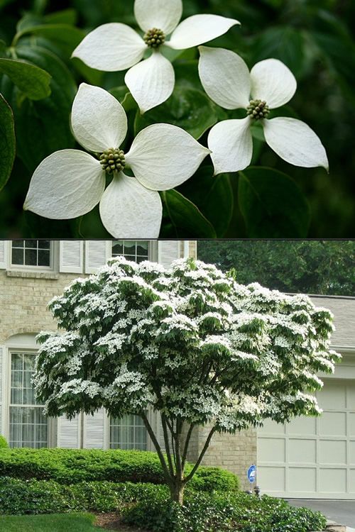 White Chinese Dogwood Cornus Kousa Trees For Online White Chinese Dogwood Cornus Kousa Trees For Online