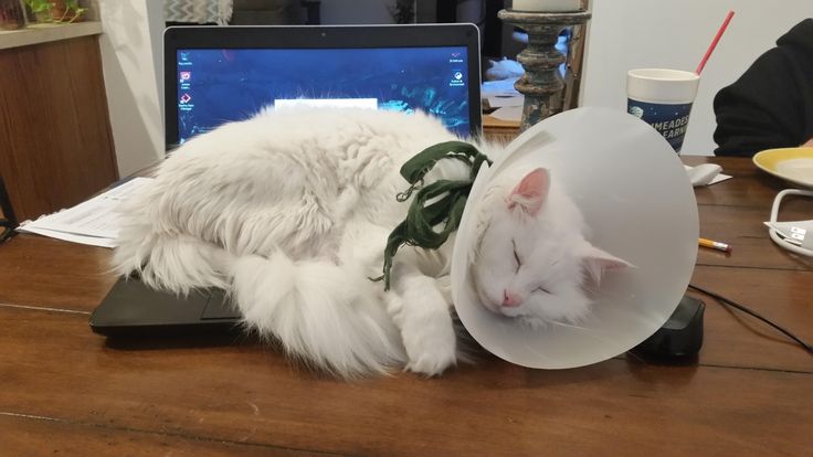 Why can i do my assignment
