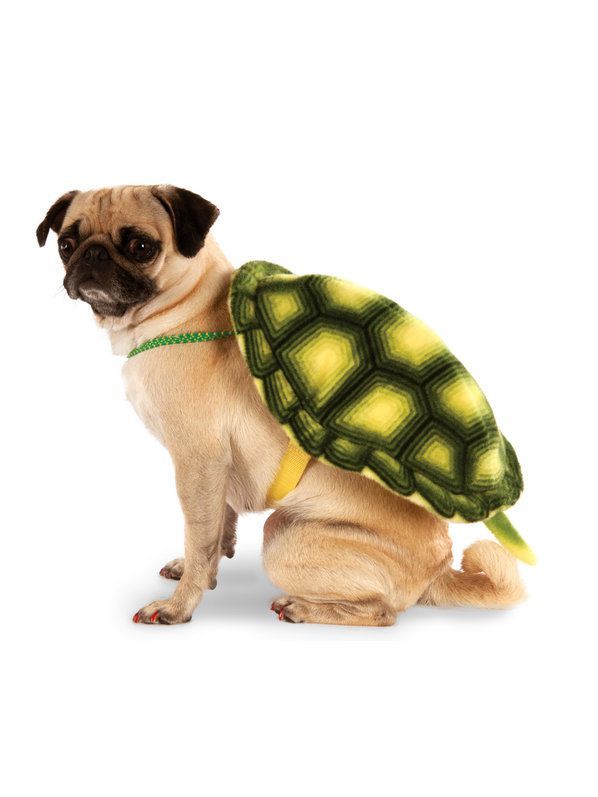 Check Out Turtle Shell Pet Costume Dog And Cat Costumes For 2018