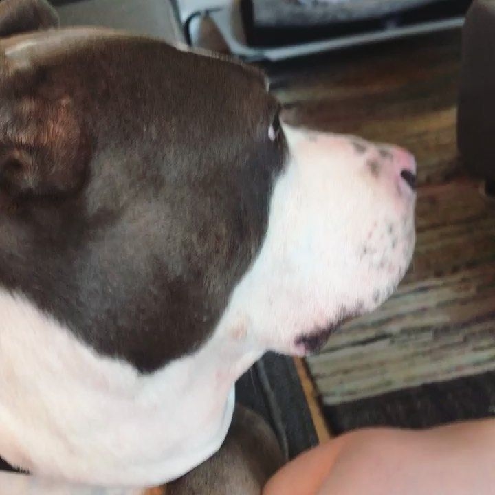 Singing The Big Billy Chonk Version Of Country Road I Sing To