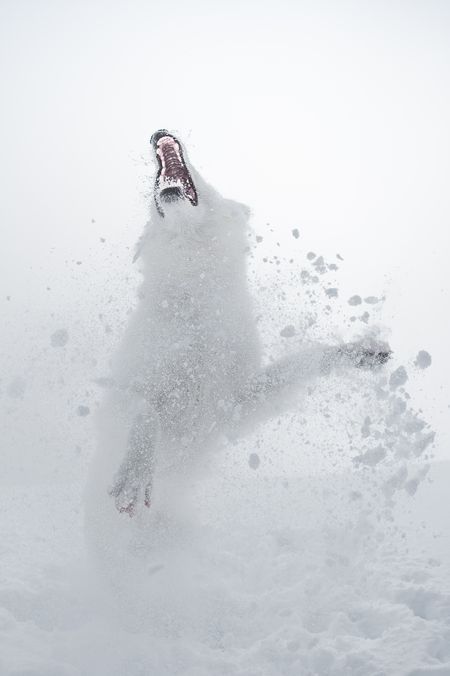 the snow and the beast photo by sylvia michel national geographic your shot snow wolf