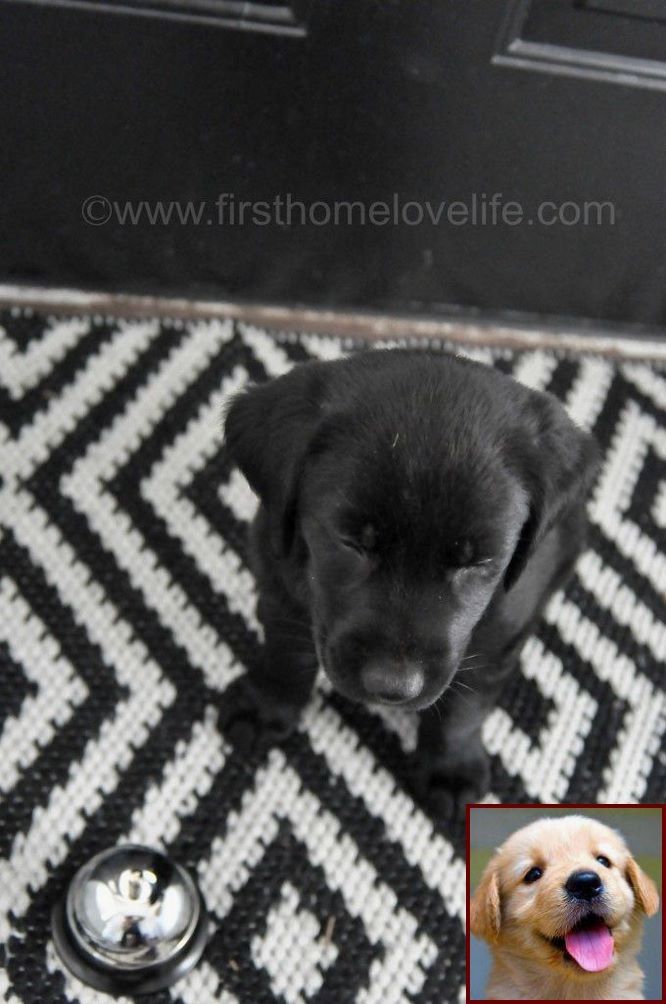House Training A Deaf Puppy And Clicker Training Dogs Puppies