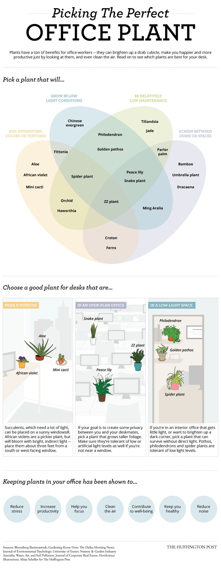 best 25+ office plants ideas on pinterest | plants indoor, inside best 25+ office plants ideas on pinterest | plants indoor, inside