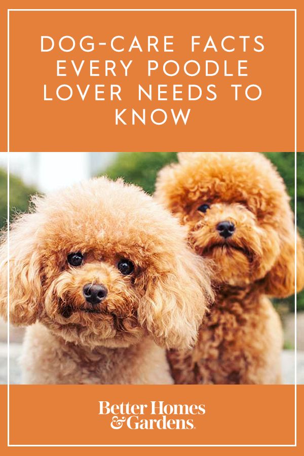 Dog Care Facts Every Poodle Owner Needs To Know Dog Care Poodle