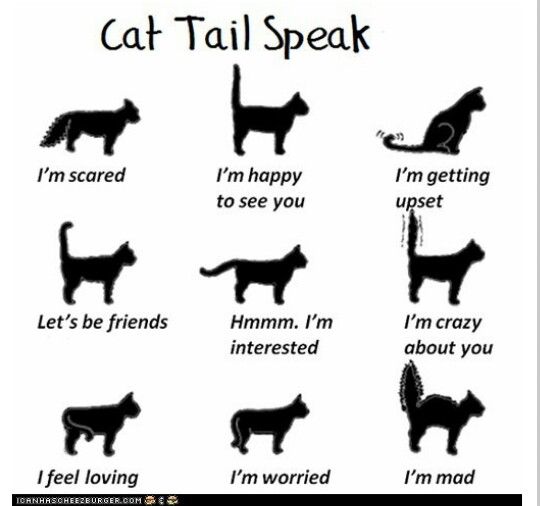 Best House Cats That Coexist With Dogs Best House Cats That Coexist With Dogs