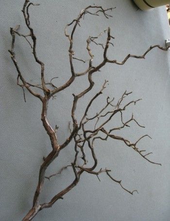 88 Wood Branches Home Decor Love The Branch Wall 30 I Can See A Branch Like This Suspended From The Ceiling