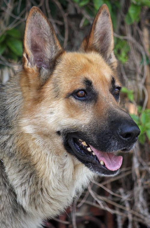 australian shepherd rescue los angeles 58 best westside german shepherd rescue images on pinterest australian shepherd rescue los angeles 58 best westside german shepherd rescue images on pinterest