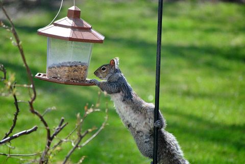 how to stop squirrels from bird feeder how to stop squirrels from bird feeder