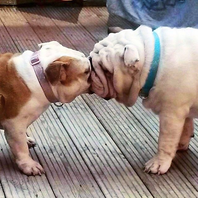 Just A Little Kiss Cute Funny Animals Bulldog Puppies