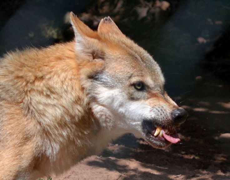 Der Böse Wolf Zdf Der Böse Wolf Zdf