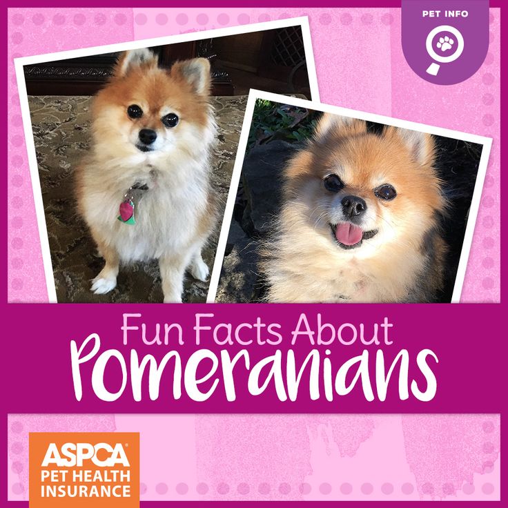 interesting facts about pomeranians best 25 pomeranian facts ideas on pomeranians pomeranian dogs and pomeranian interesting facts about pomeranians best 25 pomeranian facts ideas on pomeranians pomeranian dogs and pomeranian