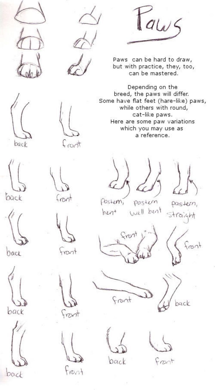 pics Sketch Wolf Paw Print Drawing animal drawings