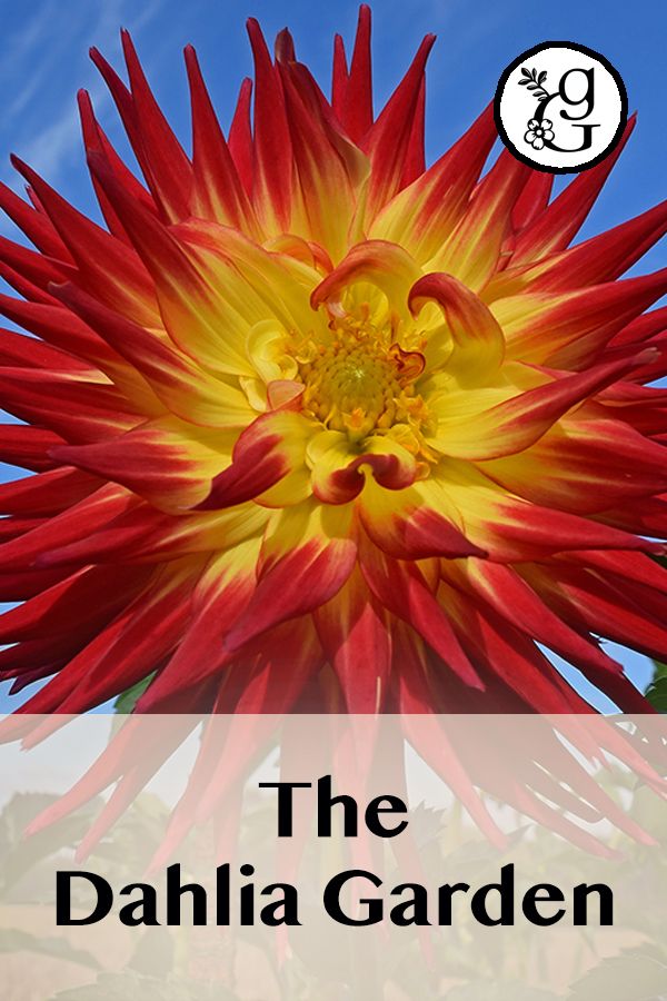 Dahlia Garden Flower Garden Summer Flowers Garden Dahlias Garden