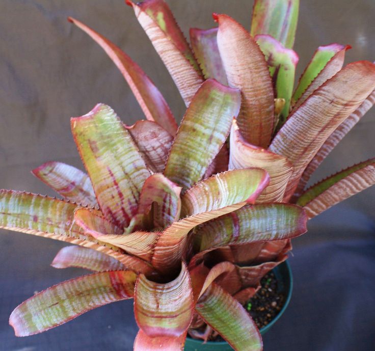 405 best bromeliads images on pinterest 405 best bromeliads images on pinterest