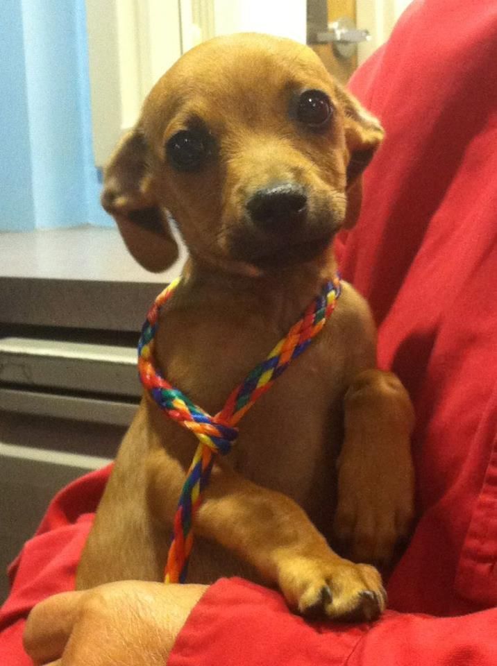 Meet Smoochie He S A Chi Weenie Chihuahua Wiener Dog Mix And