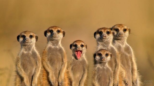Фото Сурикатов Прикольные Фото Сурикатов Прикольные