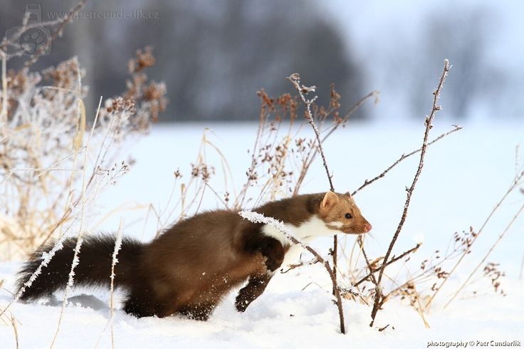 Epingle Sur Beech Marten Epingle Sur Beech Marten