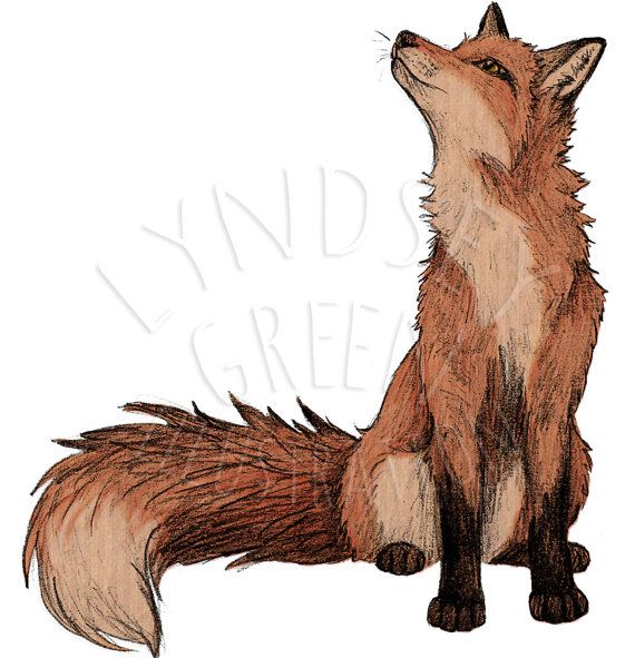 Image result for fox illustration