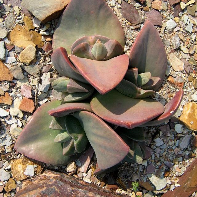 exotic succulent mesembs living stones seed 20 SEEDS Cheiridopsis Denticulata exotic succulent mesembs living stones seed 20 SEEDS Cheiridopsis Denticulata