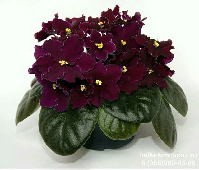 Ward Brown (Brown/Domiano) * Фиалочный Островок. Форум цветоводов и фиалководов