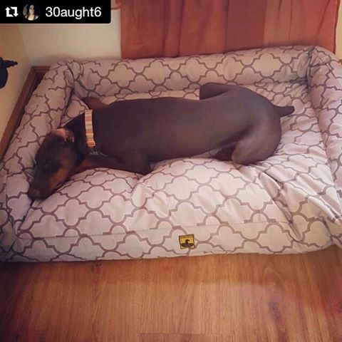 Large Indestructable Beds Dogs Dog Large Indestructable Beds Dogs Dog