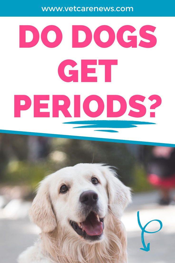 Dog heat cycle 101: Everything you need to know about the dog