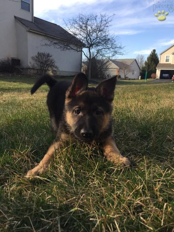German Shepherd Strong And Loyal Pinterest German Shepherd