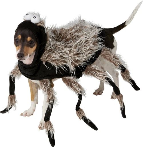 Image Result For Dog Costumes Chia Pet Spider Dog Dog