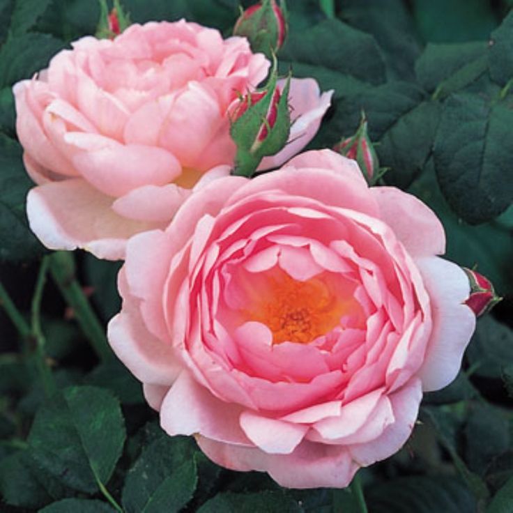 Scepter D Isle By David Austin Roses Buy David Austin Roses Hybrid Tea Roses Fragrant Roses Scepter D Isle By David Austin Roses Buy David Austin Roses Hybrid Tea Roses Fragrant Roses