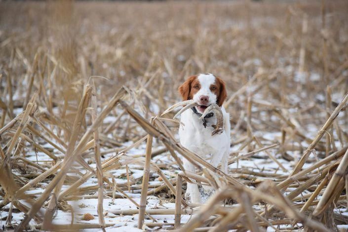 Shed Hunting Dog Training How To Train Your Dog To Shed Hunt