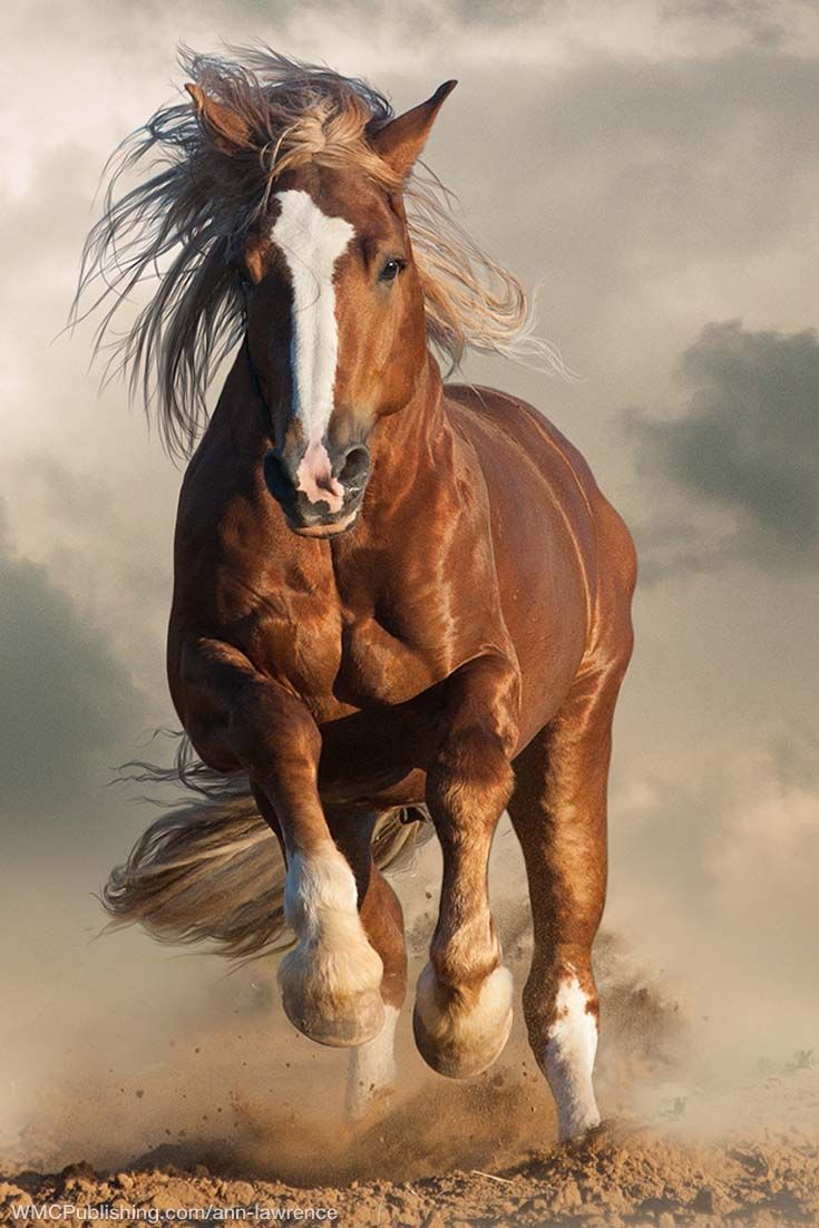 ARABIAN HORSES POSTER ANIMALS BEAUTIFUL WALL ART PICTURE PRINT LARGE HUGE