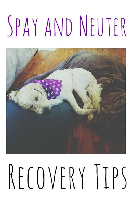 spayed recovery time best 25 spay ideas on pet sale sale and sale spayed recovery time best 25 spay ideas on pet sale sale and sale