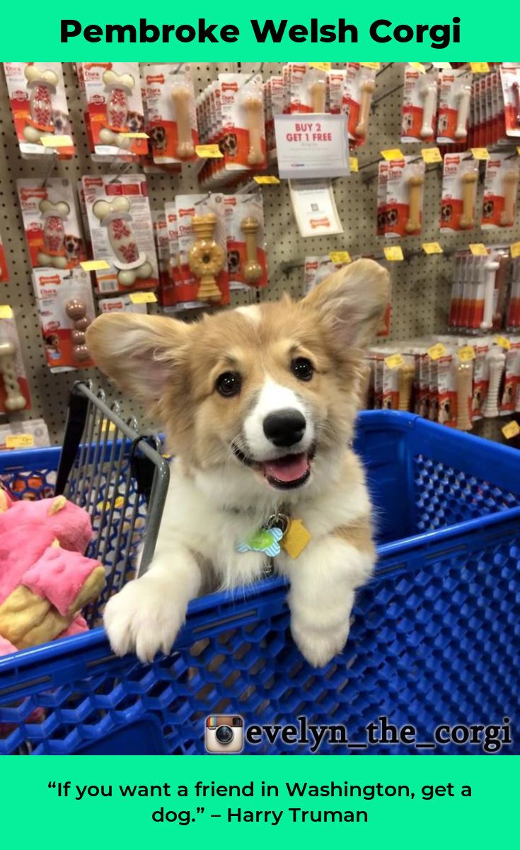 Pembrokewelshcorgis Pembroke Welsh Corgi Tricolor Corgination