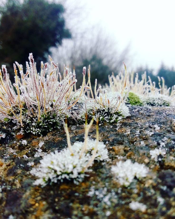 Image result for ice sparkles in lichen Pinterest
