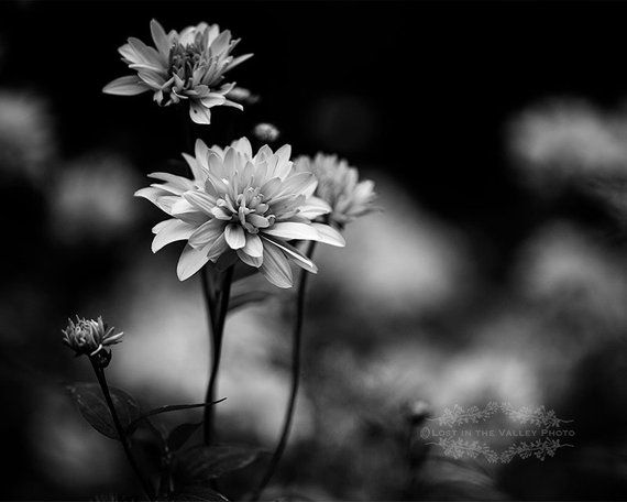 Flower Print Farmhouse Decor Nature Photography