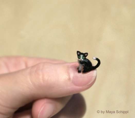 Toys To Interest Cats Toys To Interest Cats